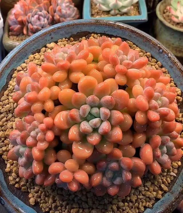 所爱隔山海,山海皆可平!多肉不只露养好看,灯光下的多肉也精彩