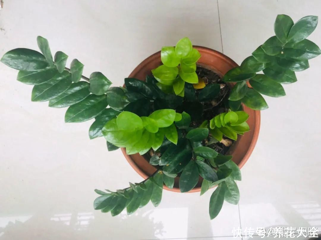 蝴蝶兰|7种花，立秋后换盆，秋冬才能越养越好