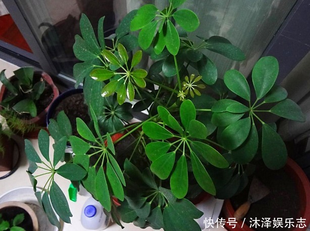 枝条|鸭掌木好看、还能吸甲醛,很多人却养不好,其实掌握3个本领就行