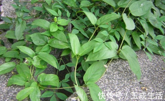 茜草科|这植物闻起来味道很特殊，识货之人能将其做成美食，来了解一下