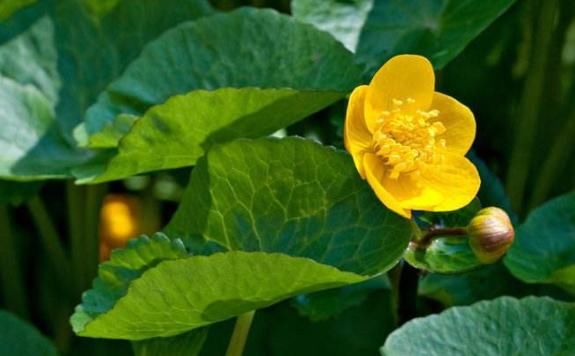  不起眼|农村不起眼的植物，有活血通经、行瘀止血的功效，用对了是宝