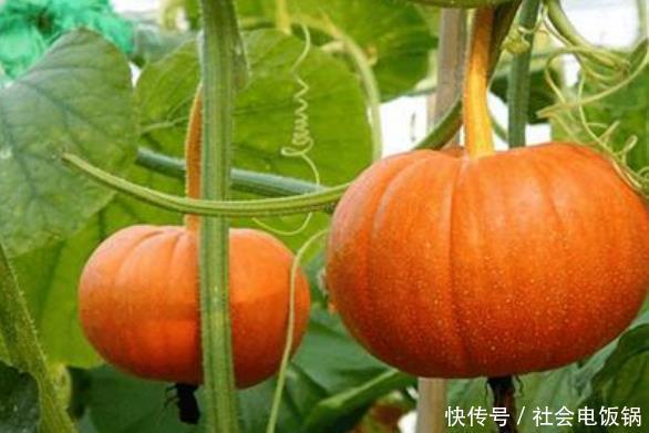 做法|常吃南瓜“6个”好处会来,3种食用南瓜做法,让你在家变着花样吃