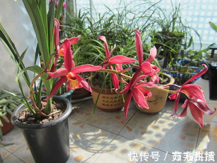 几种花养在家里,一整年都有好运气,受到很多花友的喜爱