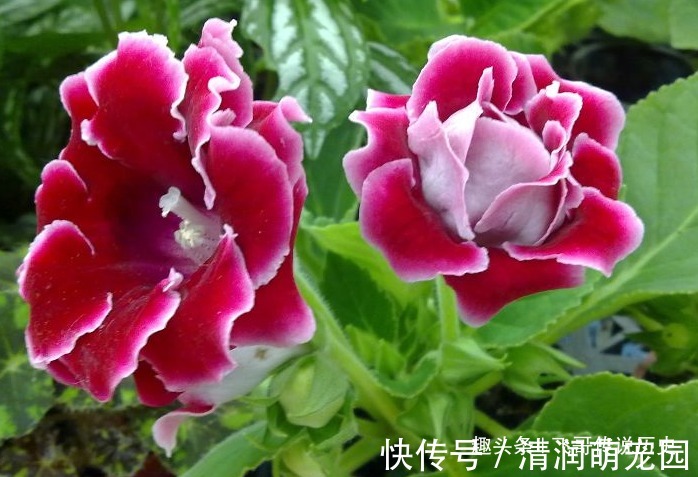 此花颜色艳丽,花枝妖娆美的像是一幅画,寓意着欲望和美丽