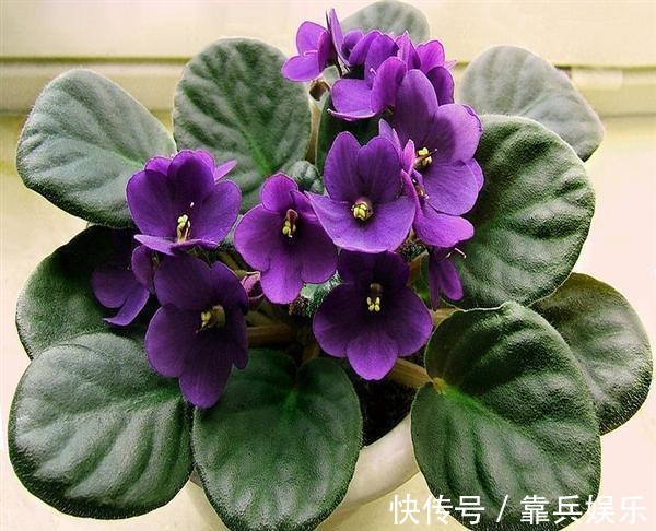 凤仙花|家里养此6种花卉盆栽,好养易活满屋子飘香,美极了!