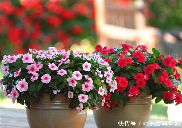 号称开花机器,一开就是300天,插土里就能活,阳台变花海!
