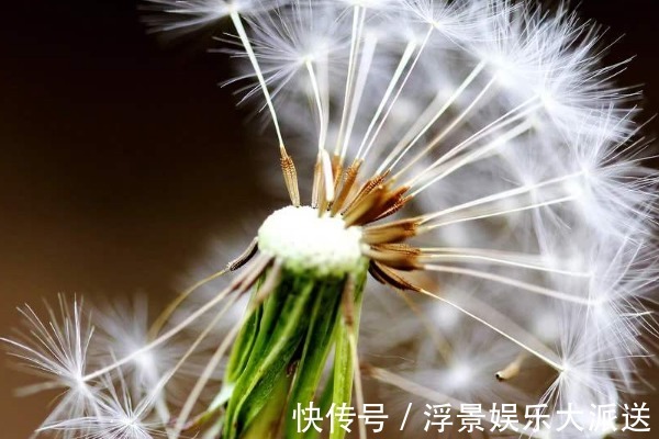 金银花|蒲公英和它“天生一对”,早晚坚持喝,养肝排毒,人也变年轻了