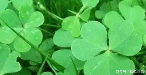 回忆|童年的回忆,吃过3种的叫叔叔,全部吃过的叫爷爷