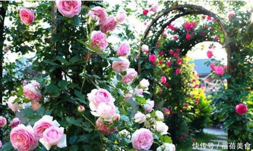 养花就养个花期长的,花大色艳,越晒开花越多,家里变花海!