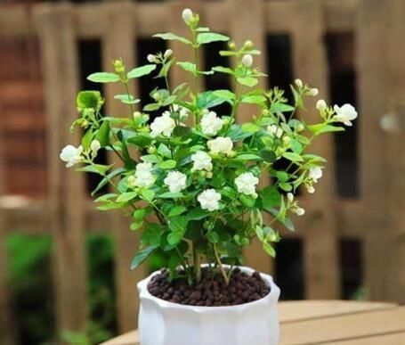 花肥|养茉莉花,“3件小事”做到位,就可以“静待花开”,且花大味香