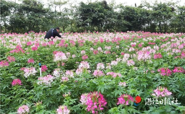 群芳欲醉蝶