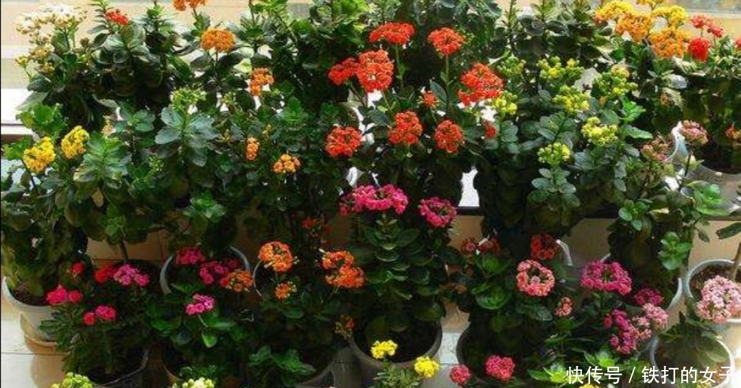 这3种花很便宜,几块钱就能买到,开花漂亮、花期又长