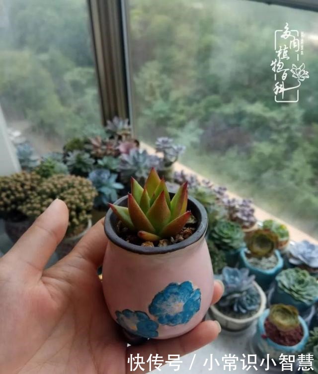 我是多肉飘窗党,我来晚了!我是多肉飘窗党,我来晚了!