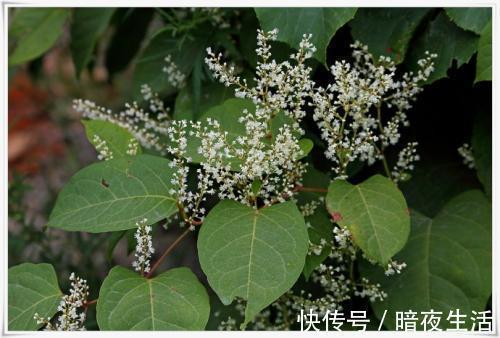 抗癌|农村一种野草,价值珍贵可抑癌,被人称为“抗癌草”,可以了解下