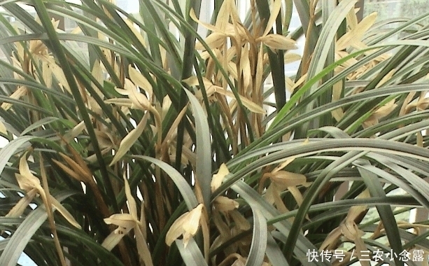 农村常见的矮兰草很普通, 但是矮种兰草