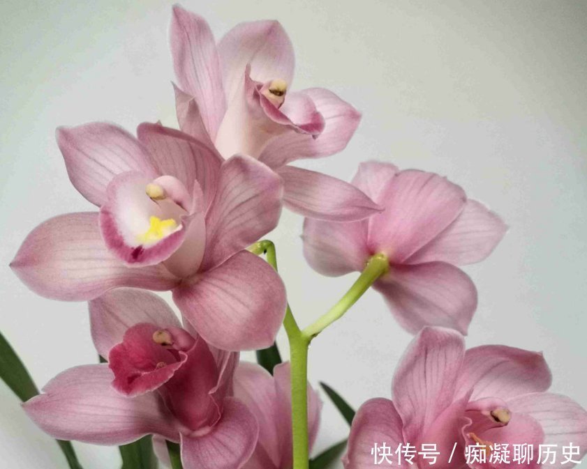 花友们|养兰花不如养这种花，花大如拳头，碾压其它年宵花