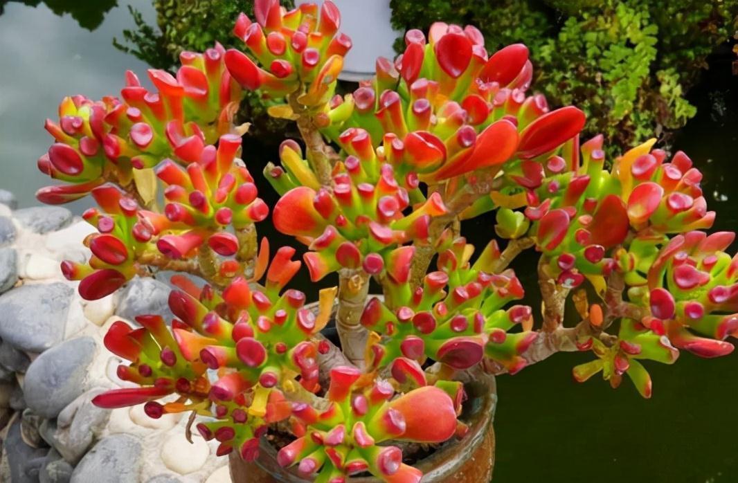 10大吉祥花,客厅有空地一定要养一盆,高档又好养,旺财又旺家