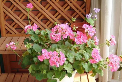 花海|吴大姐养花,7天浇一次肥水,土壤肥沃疏松,家里成花海