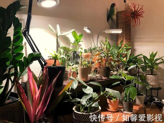 浇水|养花不会浇水,家里再多花也会被糟蹋,新手盆栽浇水指南