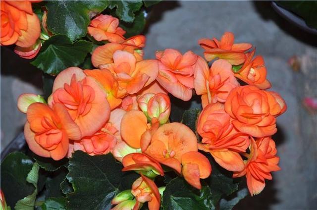 君子兰,四季海棠以下养殖,花苞一波接一波,叶茂花艳花开不断