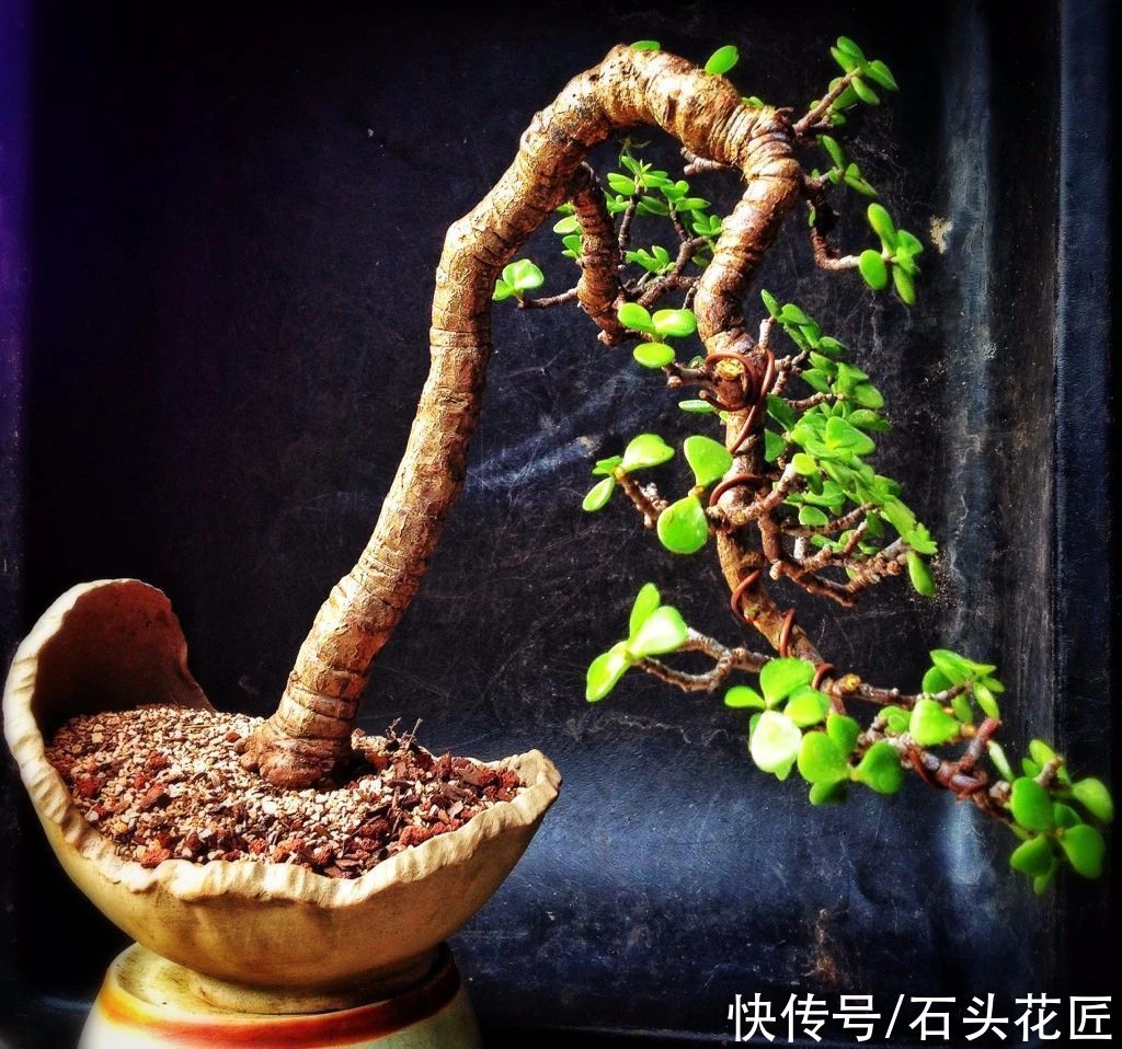 花卉|适合新手的花卉“白名单”，这5种花怎么养都能活，越养越自信