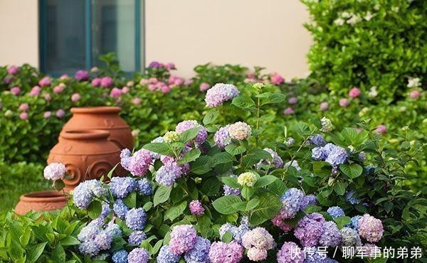 是因为|绣球花经常黄叶,养不好?那是因为养殖方法不对