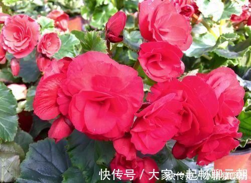 种花|公认不好养的3种花,大部分花友表示养不满1年,你养过几种