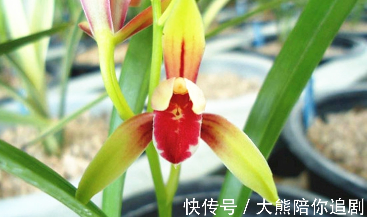 兰花|此兰花,是兰花界的“通用粮票”,花色鲜红如鸡血,高雅有格调