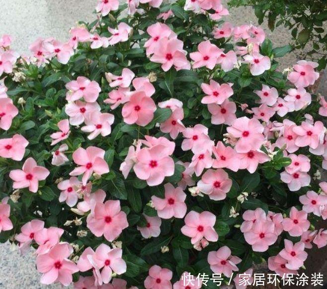 养花就养4种花,家里养一盆,开花一簇簇,开成百花园!