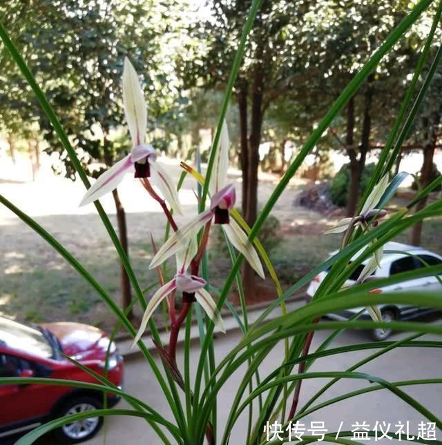 养兰花，浇水牢记3句话，兰花10年不烂根，越长越壮