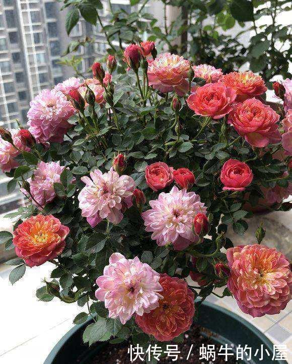 可爱|有一种花好可爱,像棒棒糖一样,只听名字就觉得心里好甜