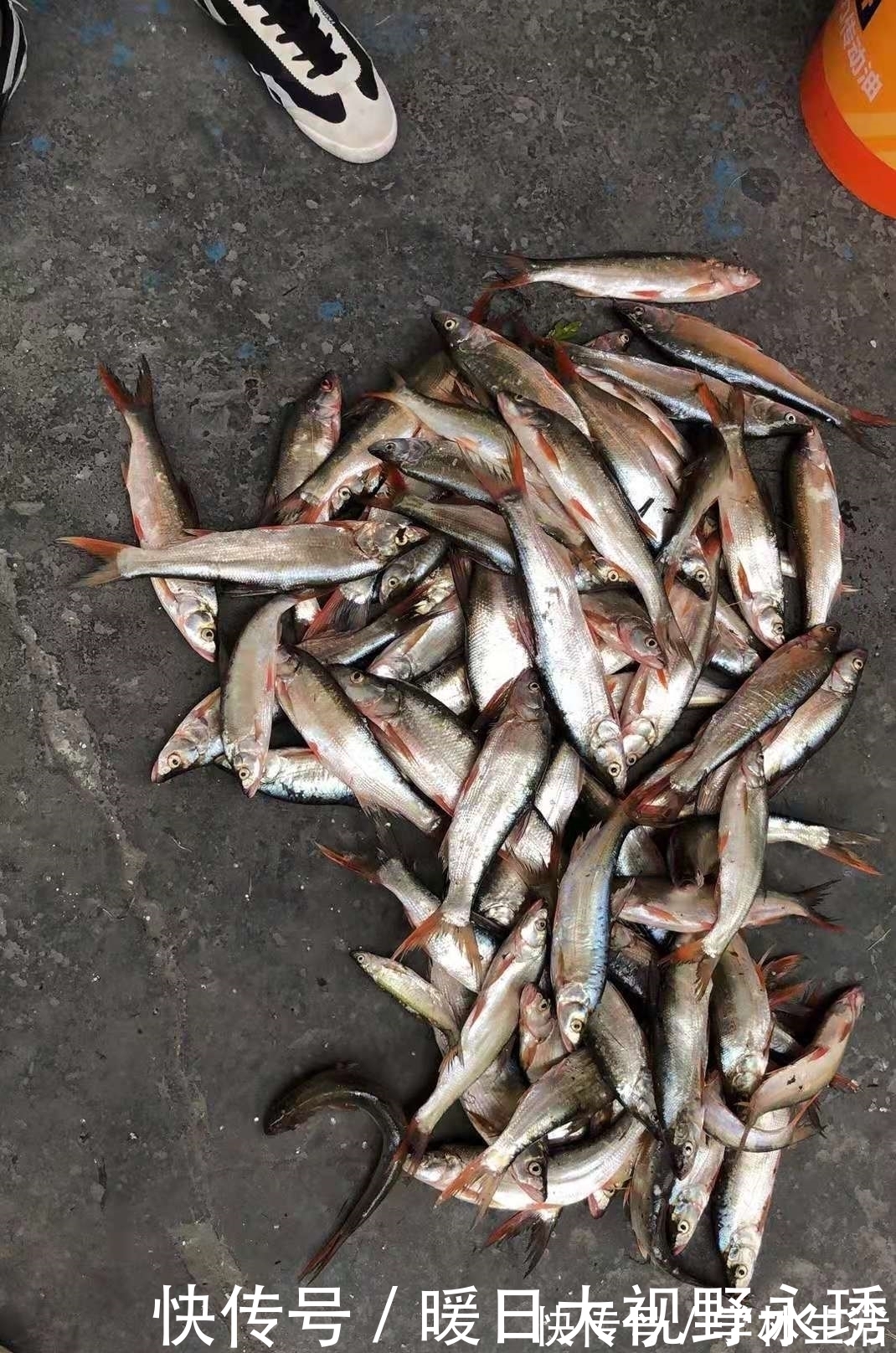 蓑笠哥|盛夏钓翘嘴,渔获你最美,饵料、钓位、技巧分享