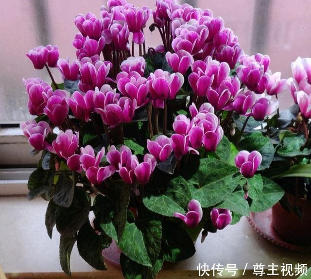 6种“热门”年宵花,个个喜庆吉利,雍容大气,颜值高,寓意好!