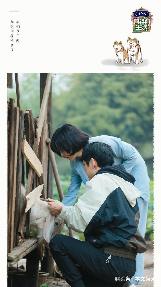 节目 下期《向往》要火,杨紫还没走,他俩又来了,还是《跑男》老成员