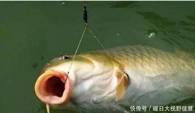 夏季|夏季垂钓法则