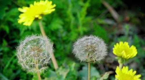 中老年人|便秘终于通了!常吃这6种食物,清理肠道垃圾,让你拉的顺畅