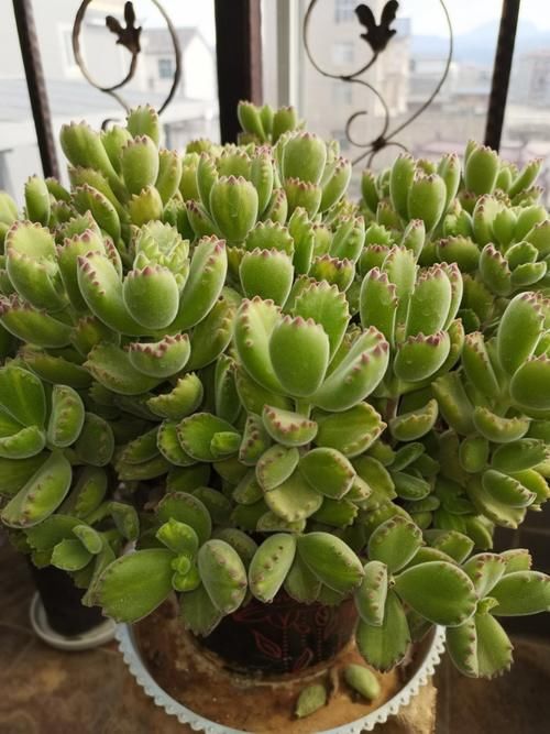 冬季熊童子变瘦，4月份做好4点后，“小熊掌”胖胖的