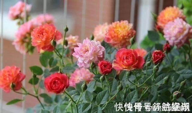 7㎡迷你“阳台造园”小阳台这样布置,也能美成的花园!