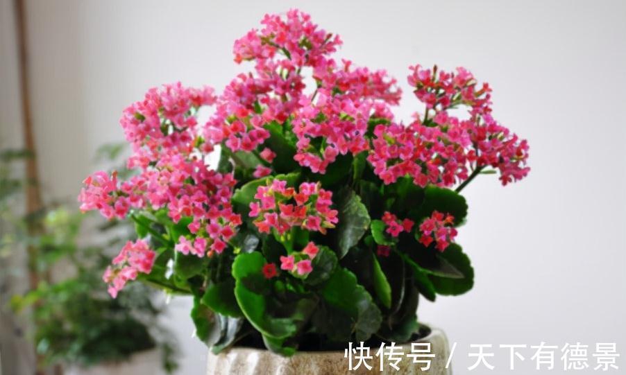 适合懒人养的“6种花”,不只是好养,还寓意好,利于健康