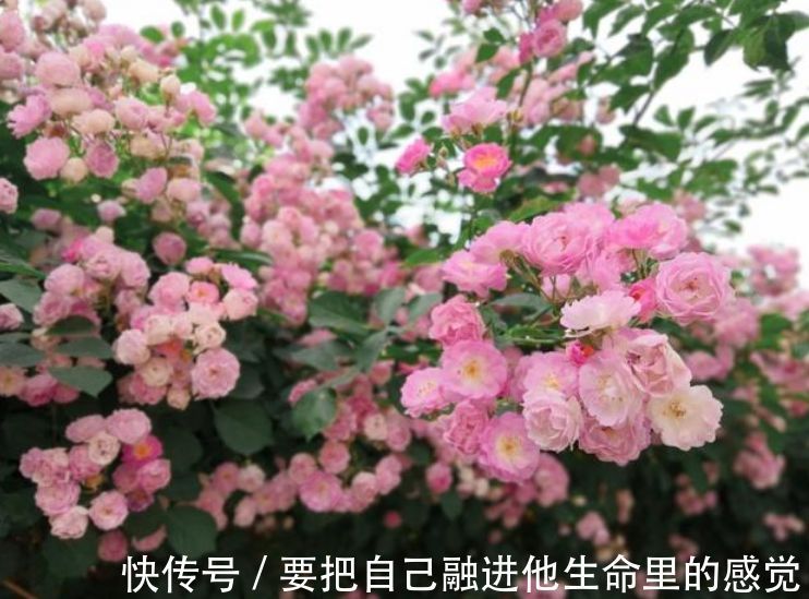 开花最香的4种花，家里养一盆，好养又漂亮，一开就是300多天！