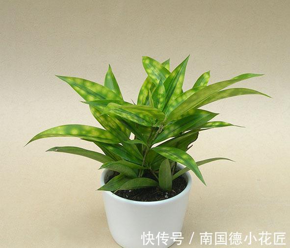 植物|自制花盆、水和肥养花，养啥旺啥，效果好成本低