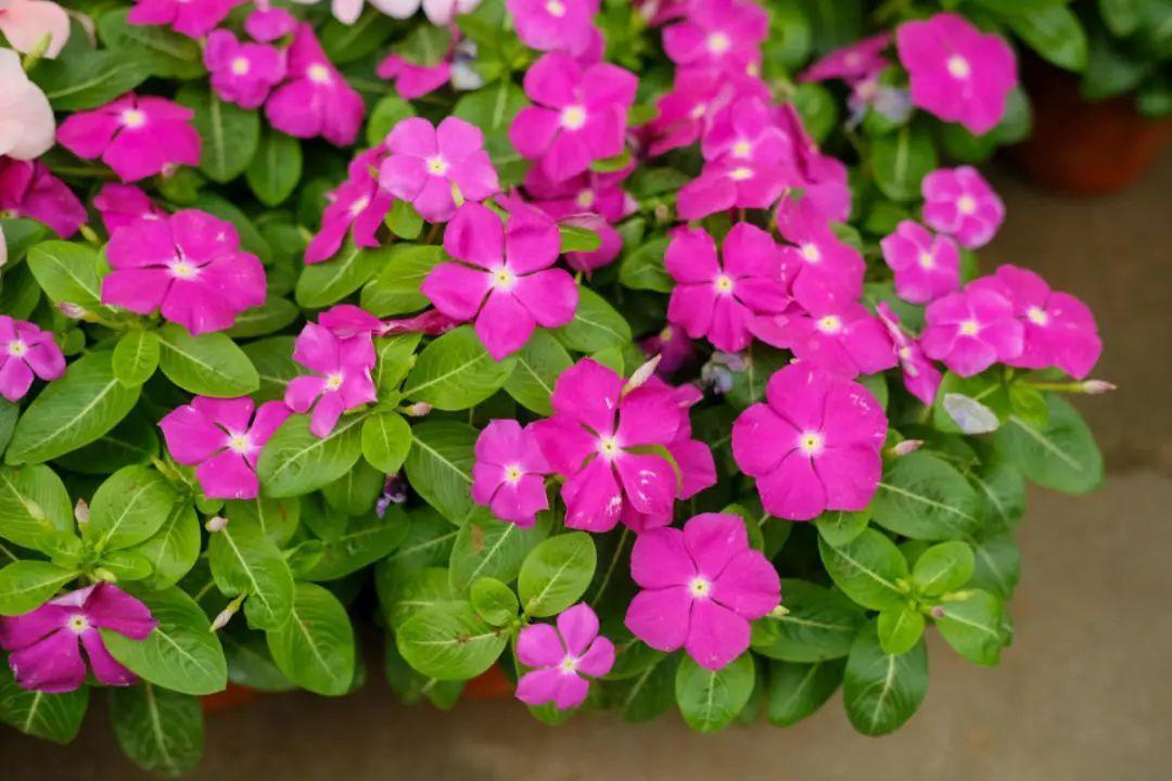 长寿花|9月后就养这些花,比绿萝好养,疯狂开花到明年!