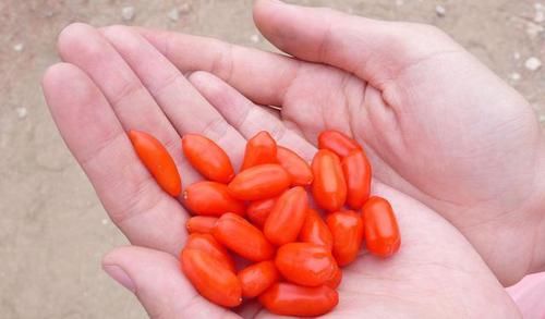 警惕：枸杞子有3大副作用。不要不當(dāng)回事