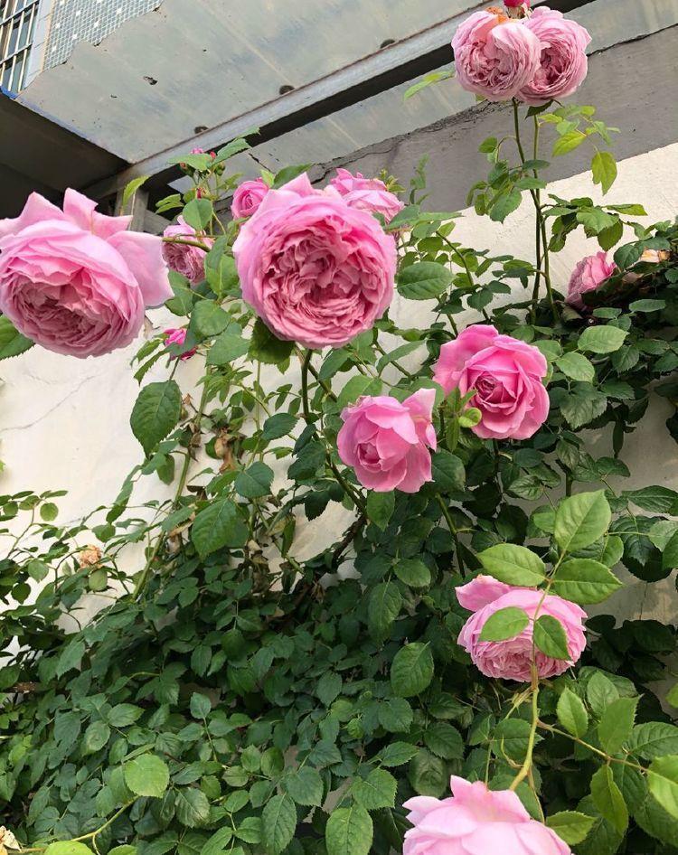 康乃馨|4种真正“开花王”,沾土就活,开花又大又艳,比牡丹美