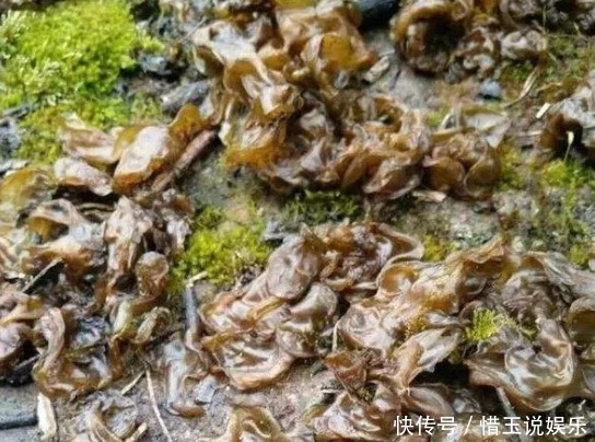 农村6种难得野味，好吃但是难找，全吃过的人不多，你吃过几种