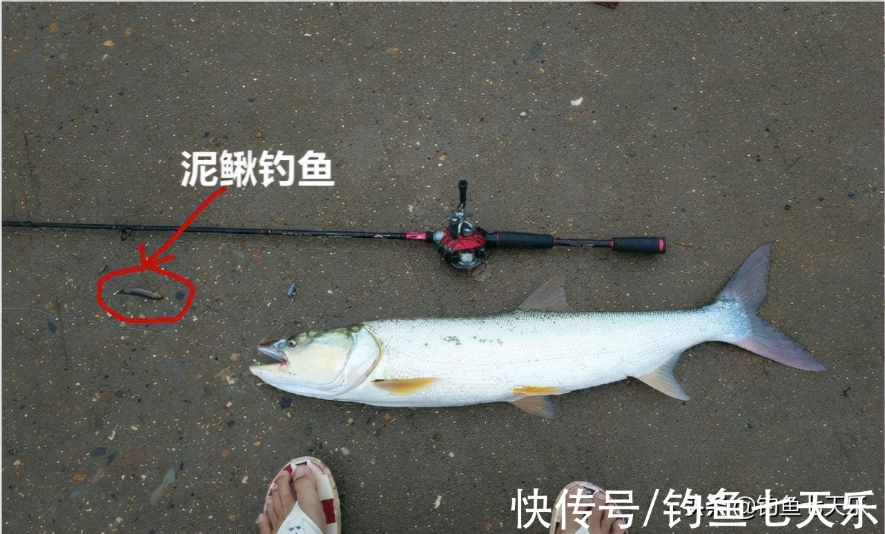 重庆垂钓新规来了，对泥鳅钓鱼严加管控！网友：“泥鳅党”要凉了