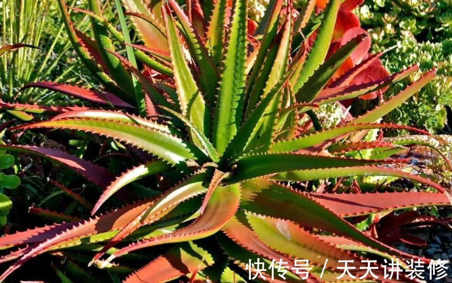 气温突降，盆栽芦荟该注意这些事项，不然茎叶全化水