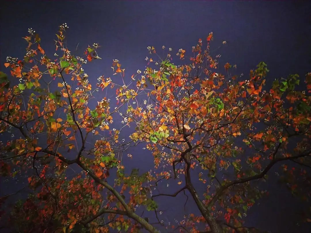 古诗|诗词丨给40首古诗加上配图,恍然大悟,惊为天人