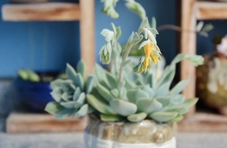 面朝大海的多肉们,在四季变迁中生生不息!