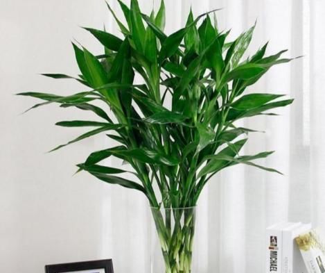  烂根的现象|冬天养4种花黄叶、烂根，马上做3步，新叶蹭蹭冒